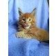 Mexx, Maine Coon - Kater