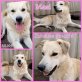 Mezi, retriever-Mix - Rüde