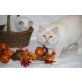 Mhjara u. Othello, Heilige Birma - Kater
