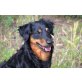 Miko  junger Dachshund , Dackel Welpen - Rüde