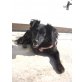 Mia 7, Spaniel-Mischling - Hündin