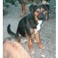 Mia, Berner Sennen Mix - Hündin