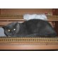 Mia, Britisch Kurzhaarkatze - Katze