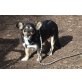 Mia, Dackel - Jack Russel - Hündin