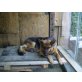 Mia, Deutscher Schäferhund - Hündin