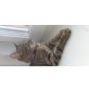 Mia, Europäische Kurzhaarkatze - Katze