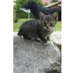Mia, Hauskatze - Katze
