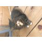 Mia, Hauskatze - Katze