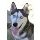 Mia, Husky-Mix - Hündin