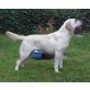 Mia, Labrador Retriever - Hündin