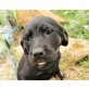 Mia, Labrador-Sharpei-Mischling Welpen - Hündin