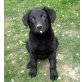 Mia, Labradormischling mittelgroß Welpen - Hündin