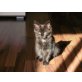 Mia, Maine Coon - Katze