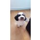 Mia, Maltipoo - Hündin