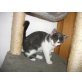 Mia Maus, Grauweißes Katzenmädchen sucht neues Zuhause - Katze