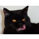 Mia, Meringo, Marcy, Britisch Kurzhaarkatze - Katze