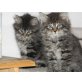 Mia-Mona- Mimmi-Melly, Sibirische Katze - Katze