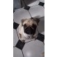 Mia, Mops - Hündin