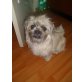 Mia, Mops- Maltester Mix - Hündin
