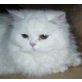 Mia, Perser Weiß - Katze