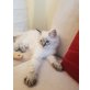 Mia, Ragdoll - Katze