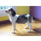 Mia, Sabueso-Mix Welpen - Hündin