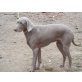 Mia, Weimaraner - Hündin