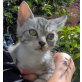 Mia, Wohnungshaltungs - Katze