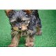 Mia, Yorkshire Terrier Welpen - Hündin