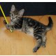 Mia, ein kleines Kätzchen abzugeben - Katze