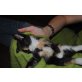 Mia, hübsches 3-färbiges Katzenmädchen - Katze