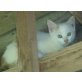 Mia, hübsches Babykätzchen - Katze