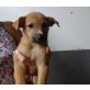 Mia, ist ein Podenco-Mischlings-Welpe Welpen - Hündin
