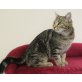 Mia, êntzückendes Katzenmäderl - Katze
