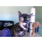 Mia wurde mit 2 Monaten gefunden!, Europäische Kurzhaarkatze - Katze