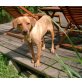 Miabella, Zwergpinscher - Hündin
