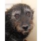 Mica, Schnauzer-Mischlingshündin - Hündin
