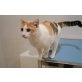 Mica, kleine Glückskatze - Katze