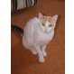 Mica, kleine Glückskatze - Katze
