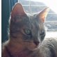 Mica, schmusige - Katze