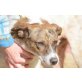 Micerinos, gehorsamer Familienhund - Rüde