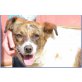 Micerinos, superlieber Familienhund - Rüde