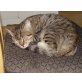 Micha, Mischling - Katze