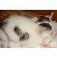 Michael, Michel - Kater