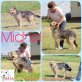 Michel, Mischling - Rüde