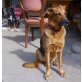 Michel ein NOTFALL, Schäferhund Mischling - Rüde