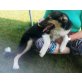 Michel  ein kleiner Clown, 4Mon., Berner Sennen  Schäferhund Mix Welpen - Rüde