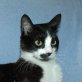 Michele, verschmuster - Kater