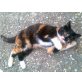 Michelle, Michelle - wunderschönes Schildpatt-Mädchen  - Kater