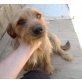 Michelle, Yorki-Mix - Hündin